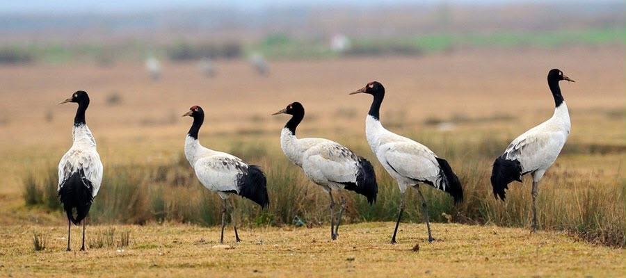 Black Necked Cranes